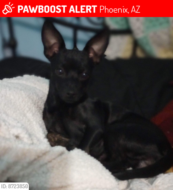 Lost Male Dog last seen McDowell and 35th, Phoenix, AZ 85003