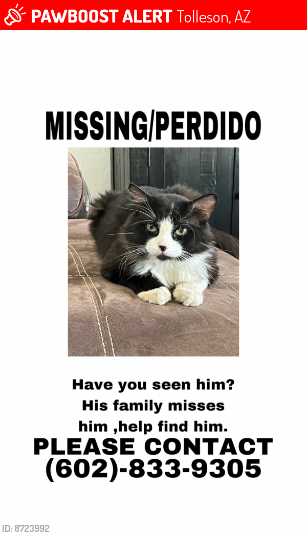 Lost Male Cat last seen Near Ave y lower backeye , Tolleson, AZ 85353