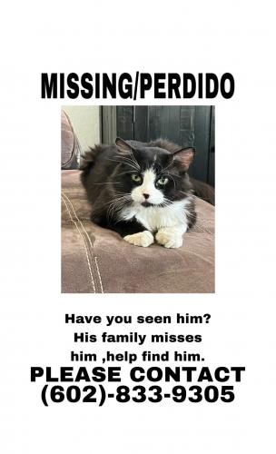 Lost Male Cat last seen Near Ave y lower backeye , Tolleson, AZ 85353