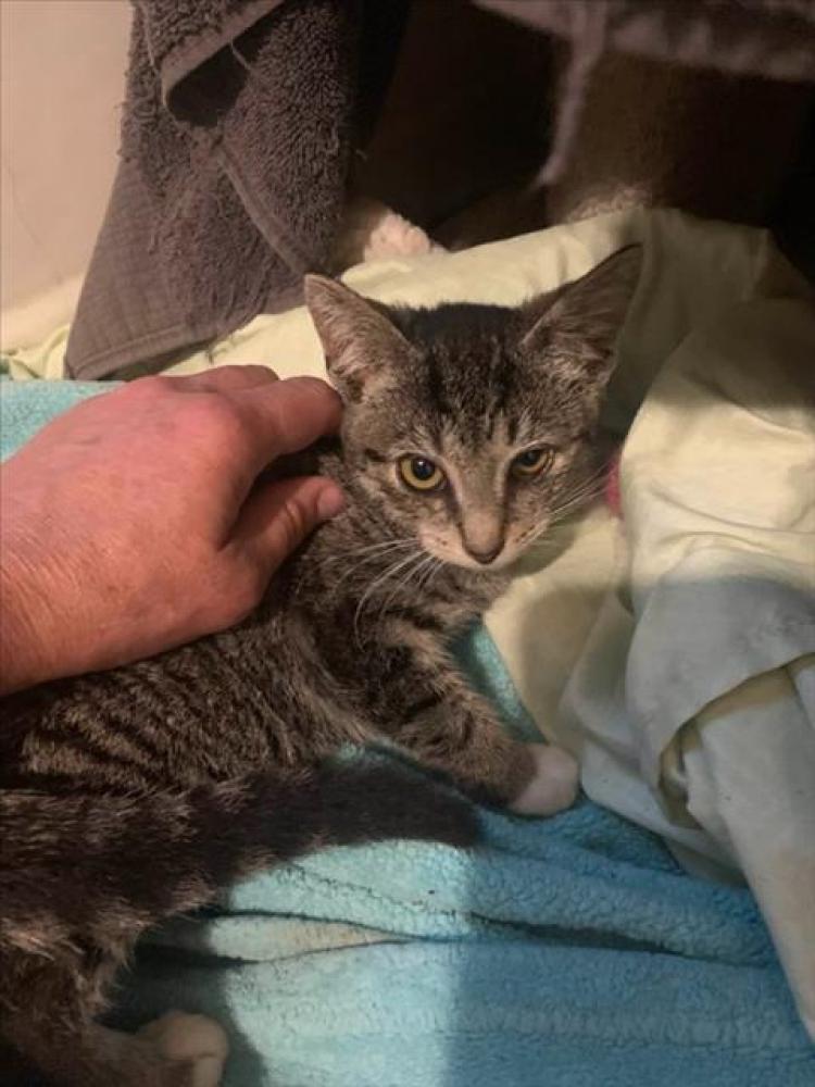 Shelter Stray Female Cat last seen Near BLOCK W 20TH ST, RIVIERA BEACH FL 33404, Haverhill, FL 33409