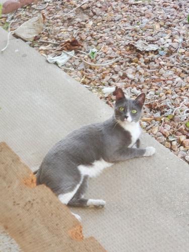 Found/Stray Unknown Cat last seen Pomeroy Elementary , Chandler, AZ 85224