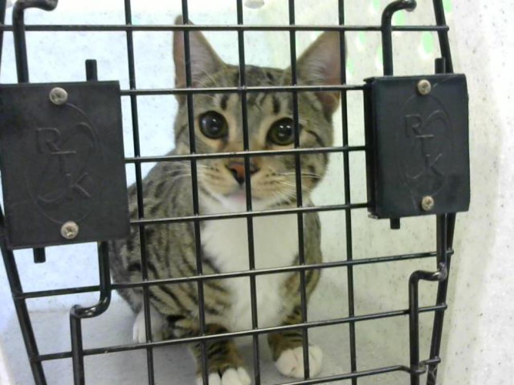 Shelter Stray Male Cat last seen NEAR 312 MOORMAN DR- 1/23/23, Murfreesboro, TN 37129