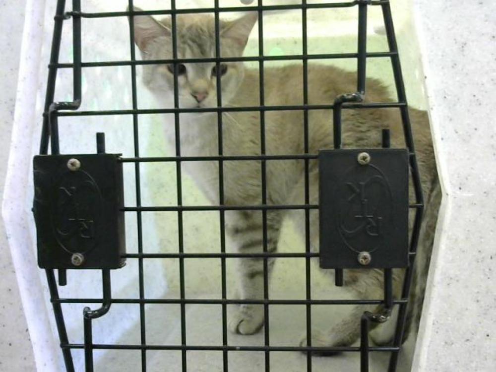 Shelter Stray Female Cat last seen E FORK RECREATION AREA - 2 HOURS, Murfreesboro, TN 37129