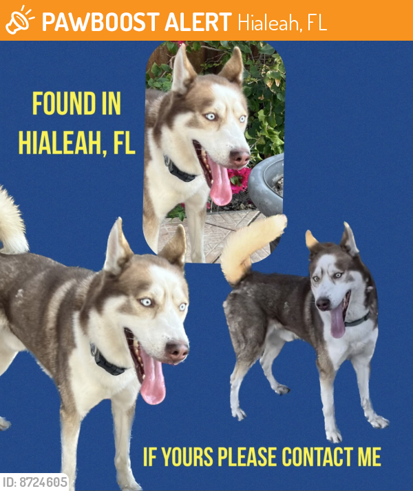 Found/Stray Male Dog last seen McDonald's- 4300 E 4th Ave Hialeah, Hialeah, FL 33012