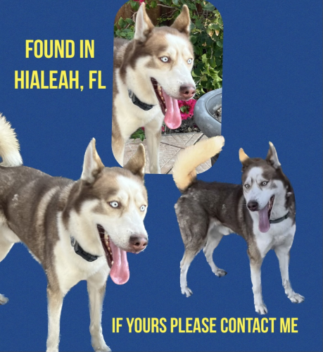 Found/Stray Male Dog last seen McDonald's- 4300 E 4th Ave Hialeah, Hialeah, FL 33012