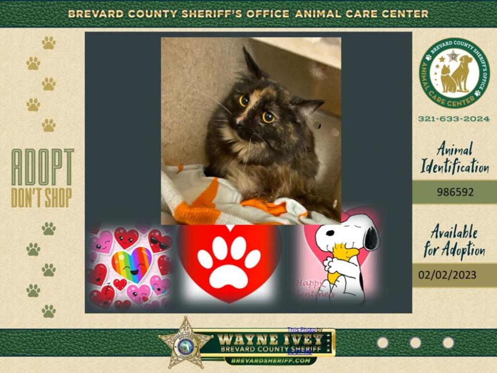 Shelter Stray Female Cat last seen Near Hull Street, COCOA, FL, 32927, Eau Gallie, FL 32934