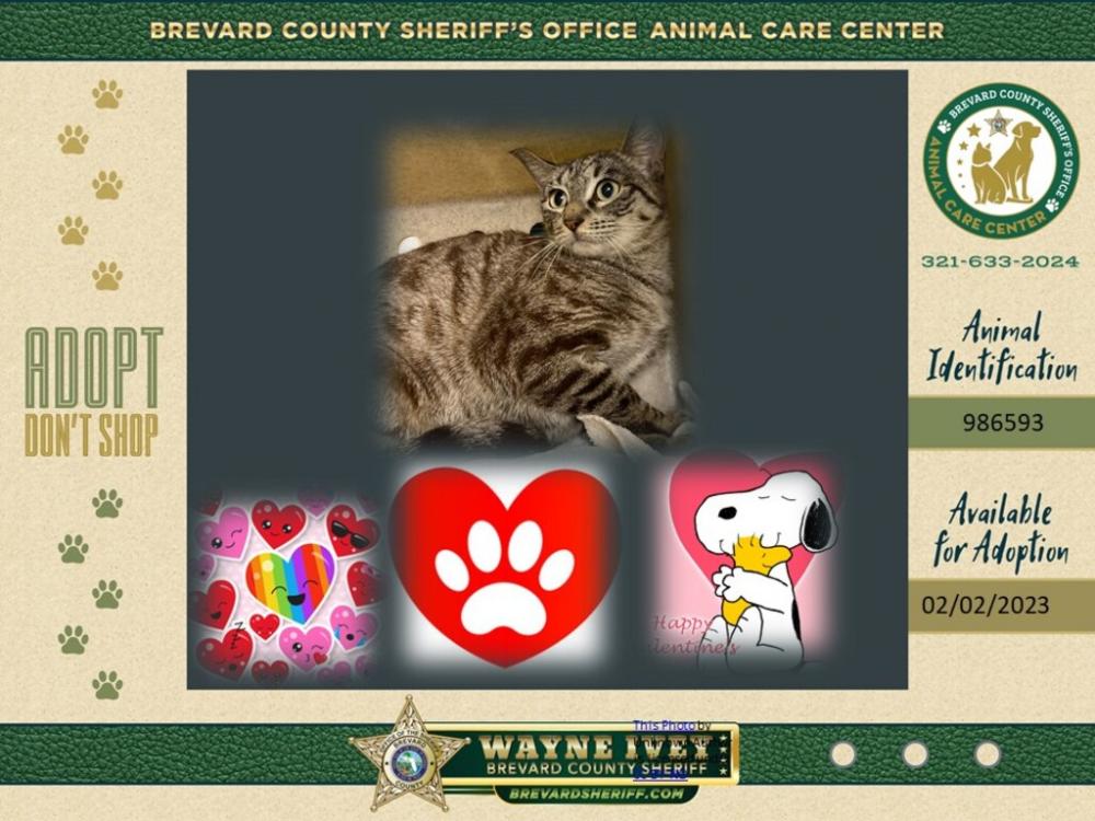Shelter Stray Female Cat last seen Near Sloop Drive, COCOA BEACH, FL, 32931, Eau Gallie, FL 32934