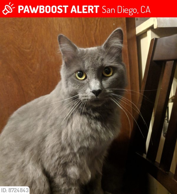 Lost Male Cat last seen Around Iris Trolley station, San Diego, CA 92154