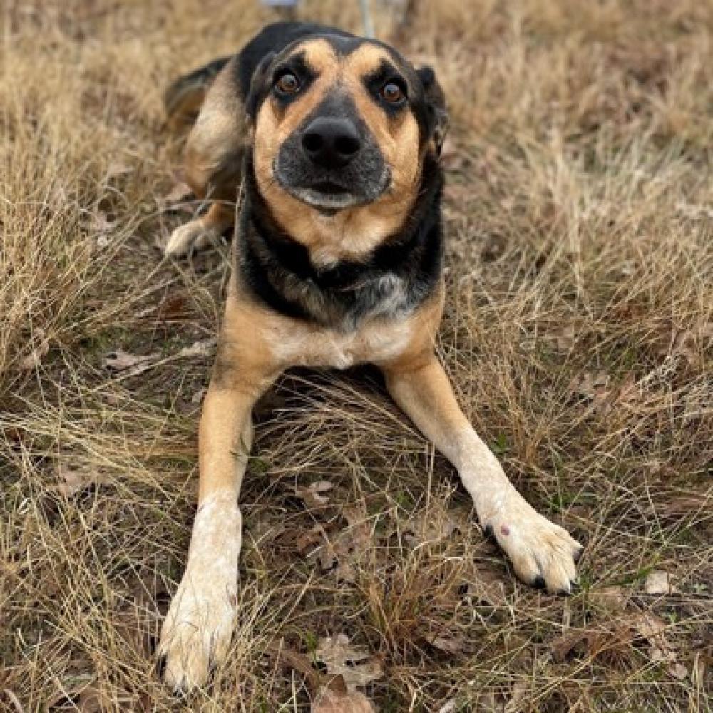 Shelter Stray Male Dog last seen College Station, TX 77840, Bryan, TX 77807