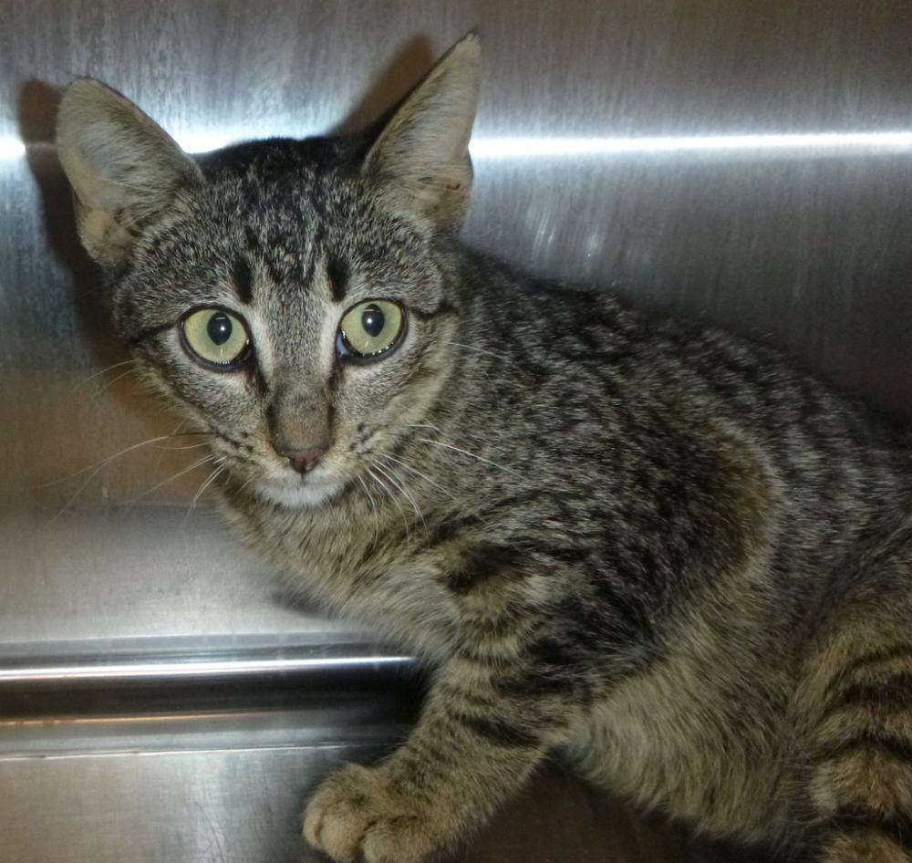 Shelter Stray Male Cat last seen Near Breaux Road, LAFAYETTE, LA, 70508, Lafayette, LA 70507