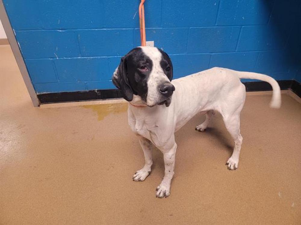 Shelter Stray Male Dog last seen FORISTELL, St. Peters, MO 63376