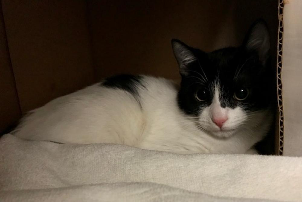 Shelter Stray Female Cat last seen JAMAICA PLAIN, Boston, MA 02130