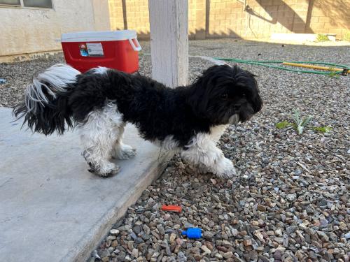 Found/Stray Unknown Dog last seen On west side of Alma school on Ryan , Chandler, AZ 85286