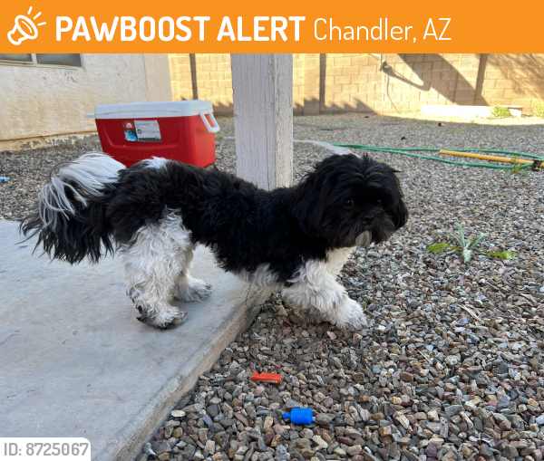 Found/Stray Unknown Dog last seen On west side of Alma school on Ryan , Chandler, AZ 85286