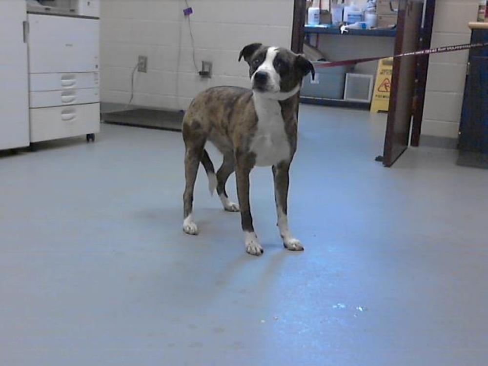 Shelter Stray Female Dog last seen Near BLOCK CANADY POND RD, HOPE MILLS NC 28348, Fayetteville, NC 28306