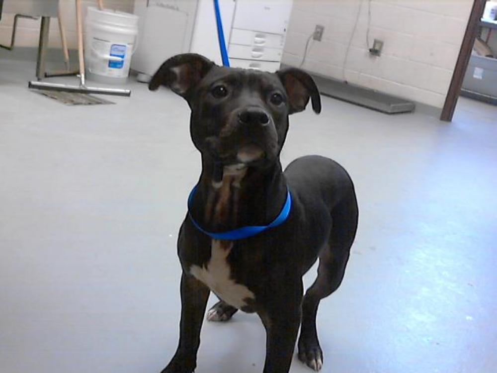 Shelter Stray Male Dog last seen Near BLOCK SILVER FOX DR, HOPE MILLS NC 28348, Fayetteville, NC 28306