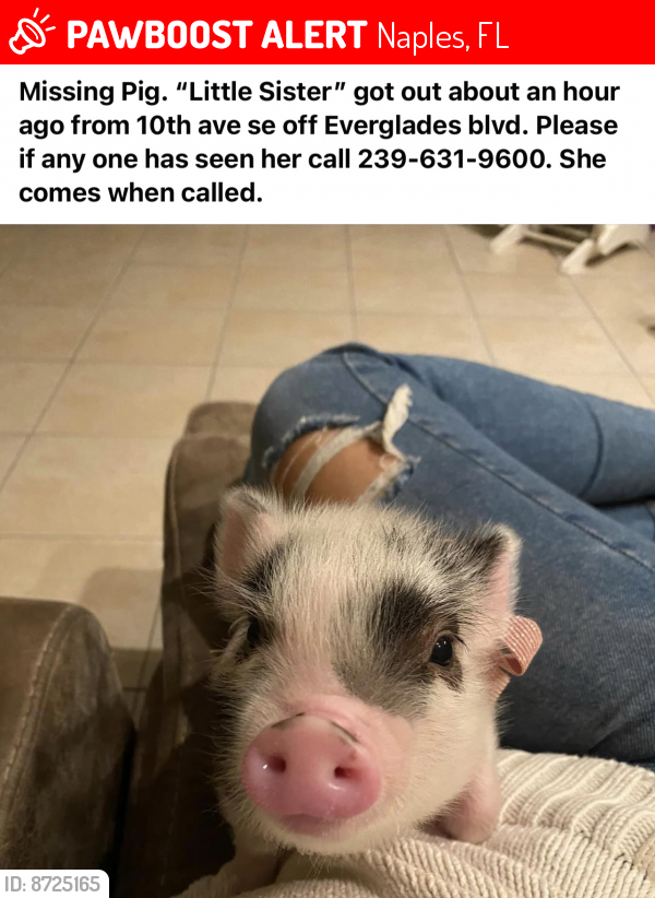 Lost Female Other last seen Everglades Blvd and 10th SE, Naples, FL 34117