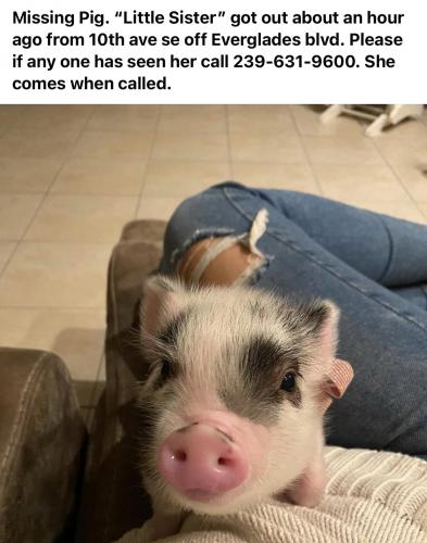 Lost Female Other last seen Everglades Blvd and 10th SE, Naples, FL 34117