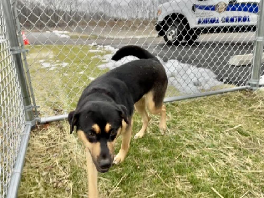 Shelter Stray Female Dog last seen Fairfield, OH 45014, West Chester Township, OH 45011