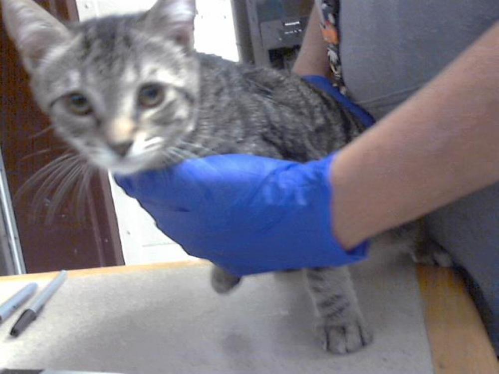 Shelter Stray Male Cat last seen Near BLOCK CEDAR CREEK RD, FAYETTEVILLE NC 28312, Fayetteville, NC 28306