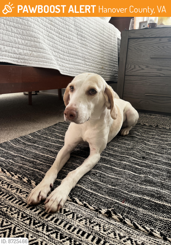 Found/Stray Female Dog last seen Cauthorne Road, Glen Allen, VA , Hanover County, VA 23059