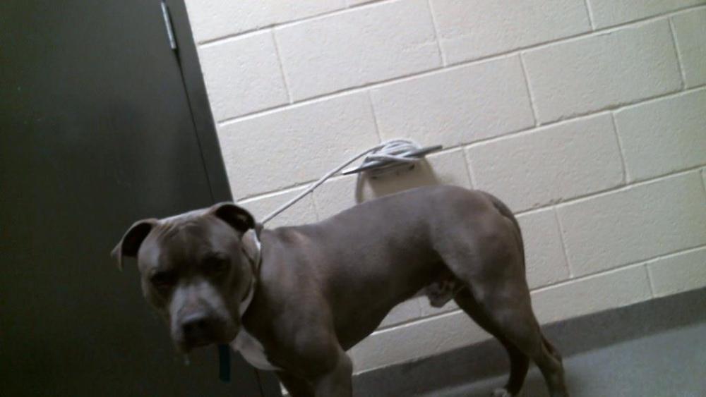 Shelter Stray Male Dog last seen Near BLOCK E DARTMOUTH AVE, DENVER CO 80014, Denver, CO 80223