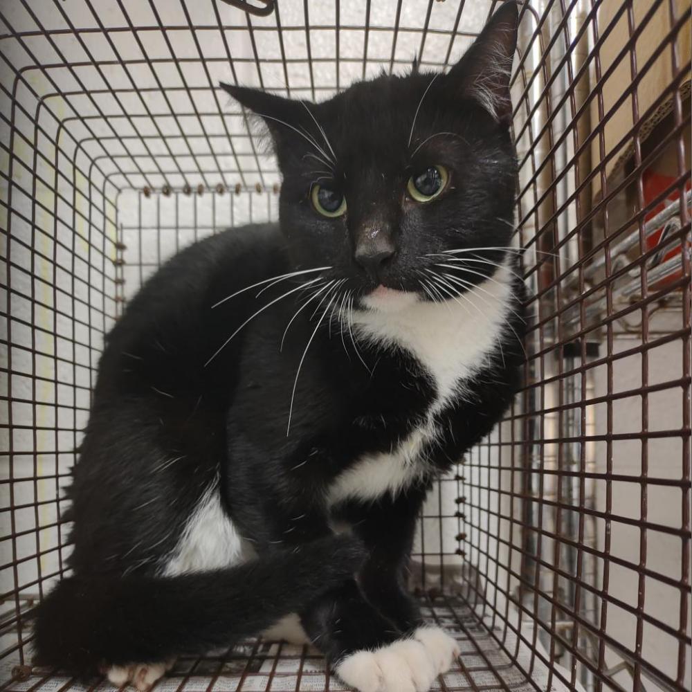Shelter Stray Male Cat last seen , Edinburg, TX 78539