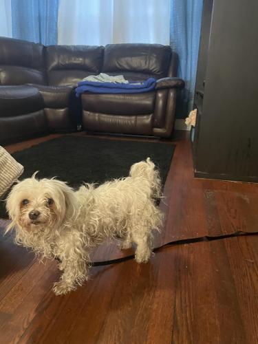 Found/Stray Male Dog last seen Kedzie Ave and 63 th, Chicago, IL 60629