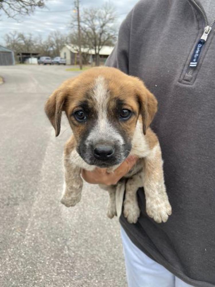Shelter Stray Male Dog last seen Near FM 159 / White Switch Rd, Brazos County, TX, Bryan, TX 77807