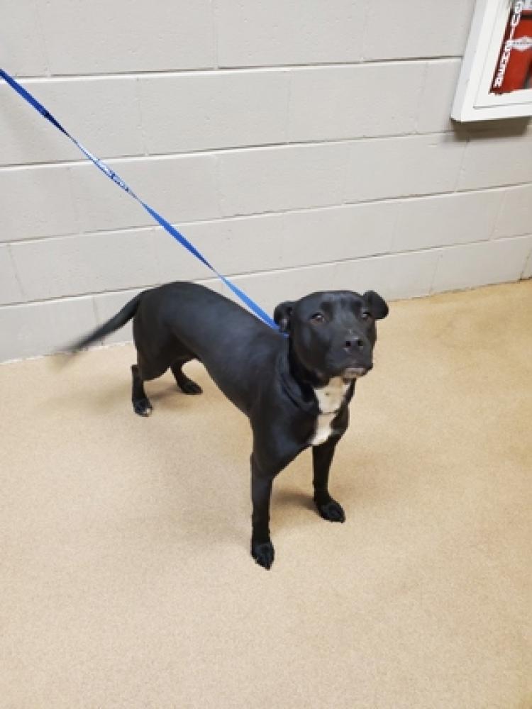 Shelter Stray Female Dog last seen Anderson County, SC , Anderson, SC 29622