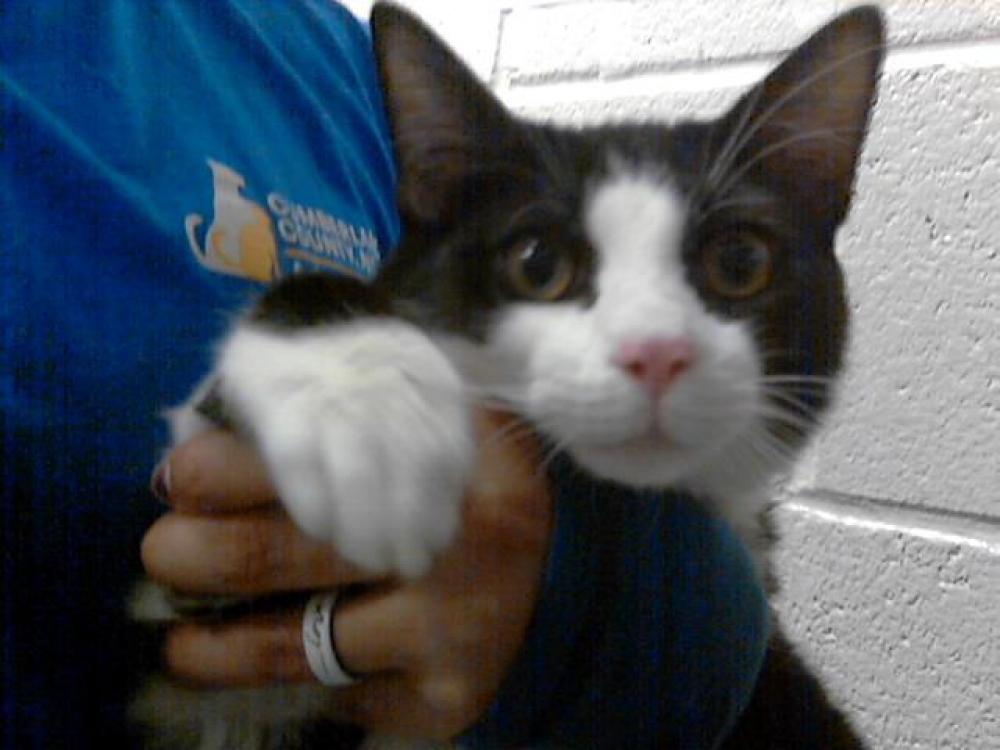 Shelter Stray Male Cat last seen Near BLOCK NAIRN ST, Fayetteville, NC 28306