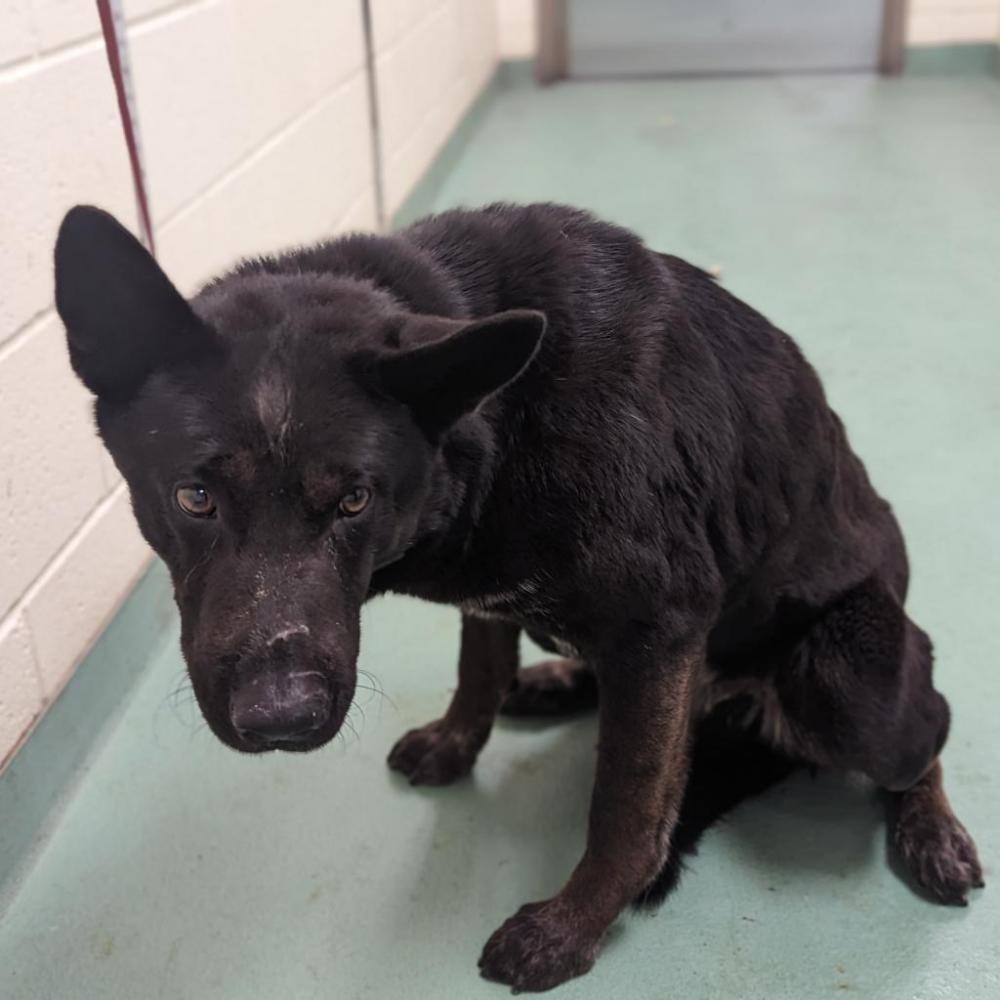 Shelter Stray Male Dog last seen , Bartlett, TN 38133