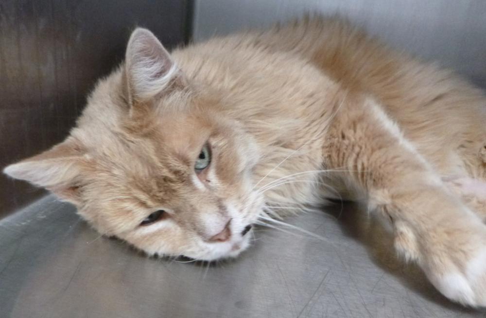 Shelter Stray Male Cat last seen Near La Highway 93 Highway, SCOTT, LA, 70583, Lafayette, LA 70507