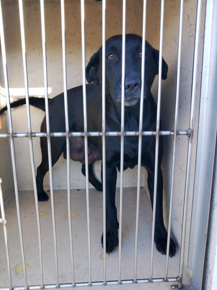 Shelter Stray Female Dog last seen Near Rials Street, LAFAYETTE, LA, 70508, Lafayette, LA 70507