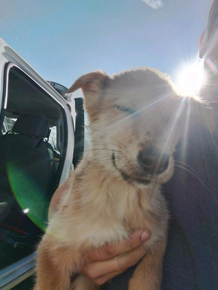 Shelter Stray Female Dog last seen Near Rials Street, LAFAYETTE, LA, 70508, Lafayette, LA 70507