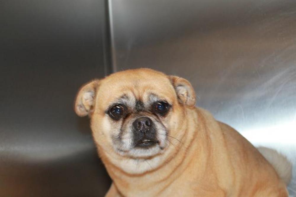 Shelter Stray Female Dog last seen , Los Angeles, CA 90064