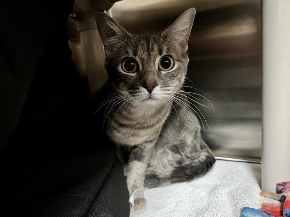 Shelter Stray Female Cat last seen RAYMOND, Pasadena, CA 91105