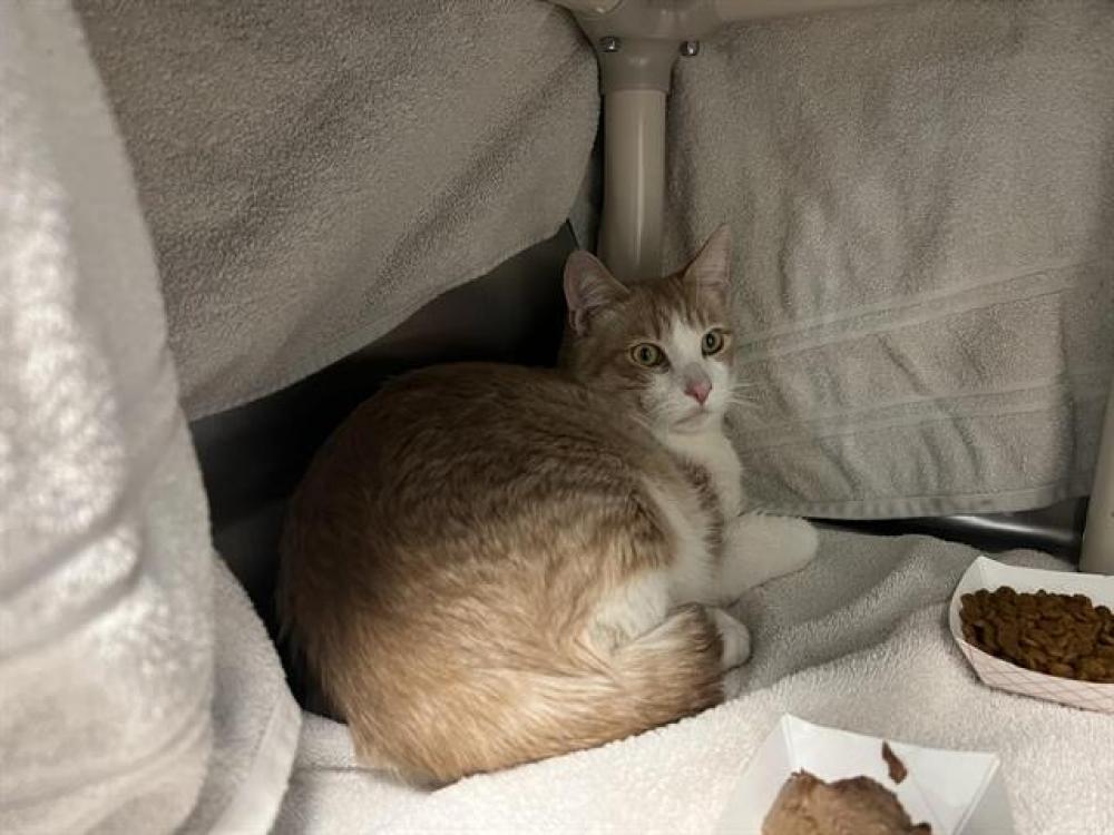 Shelter Stray Male Cat last seen RAYMOND, Pasadena, CA 91105