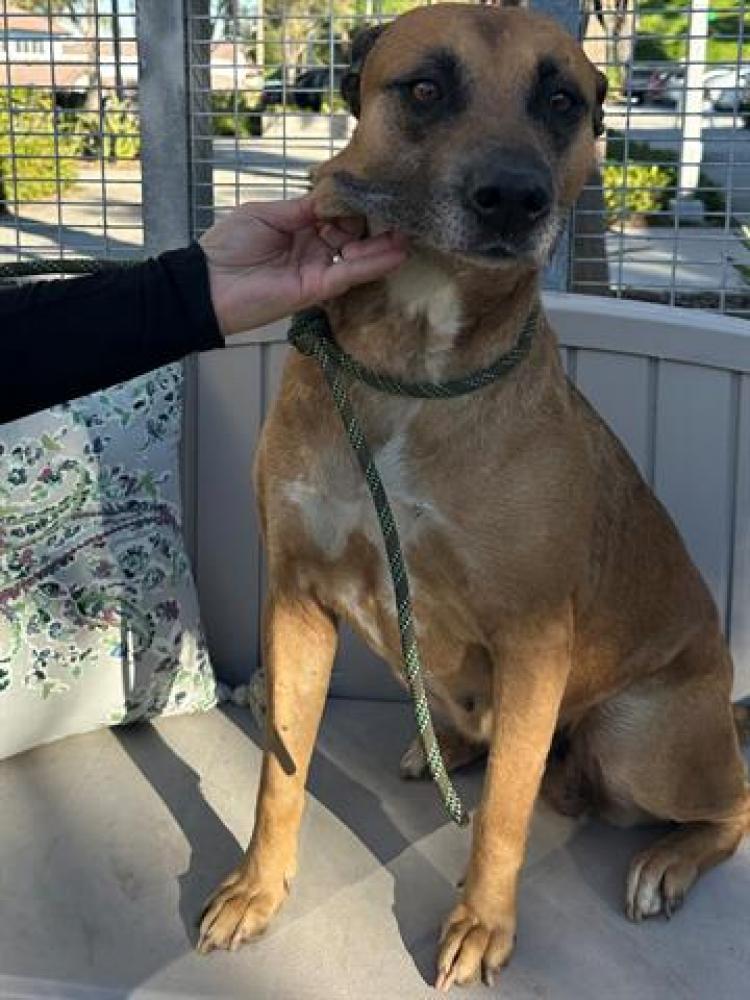 Shelter Stray Female Dog last seen , San Pedro, CA 90731