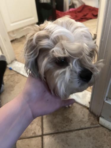 Found/Stray Male Dog last seen DeKalb Street and Jacoby St., Norristown, Norristown, PA 19401