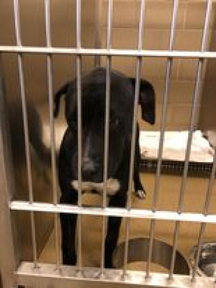 Shelter Stray Male Dog last seen DeSoto, TX 75115, Cedar Hill, TX 75104