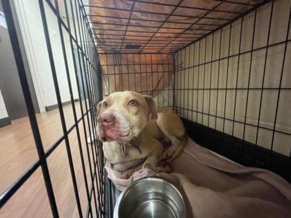 Shelter Stray Female Dog last seen Near MYRTLE, 70802, LA, Baton Rouge, LA 70820