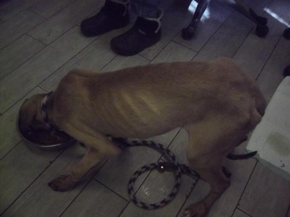 Shelter Stray Male Dog last seen Near BLOCK WENYOR WY, LAKE ISABELLA CA 93240, Lake Isabella, CA 93240