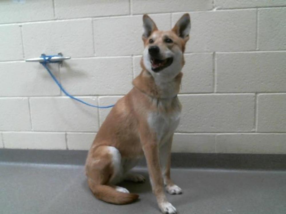 Shelter Stray Female Dog last seen Near BLOCK S UTICA ST, DENVER CO 80219, Denver, CO 80223