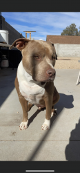 Reunited Male Dog last seen 15th ave and 101, Phoenix, AZ 85027