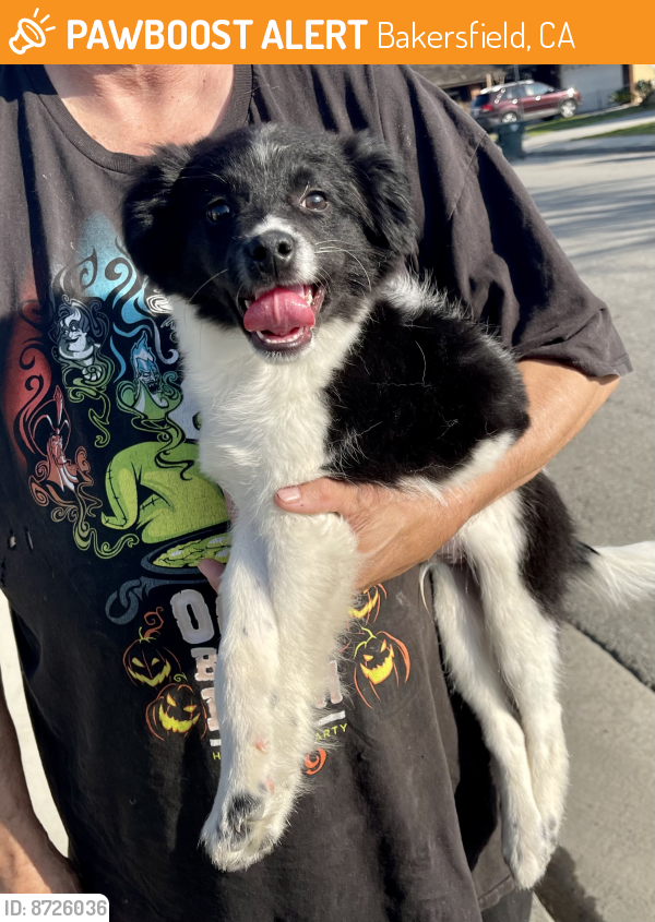 Found/Stray Male Dog last seen Pacheco, Bakersfield, CA 93313