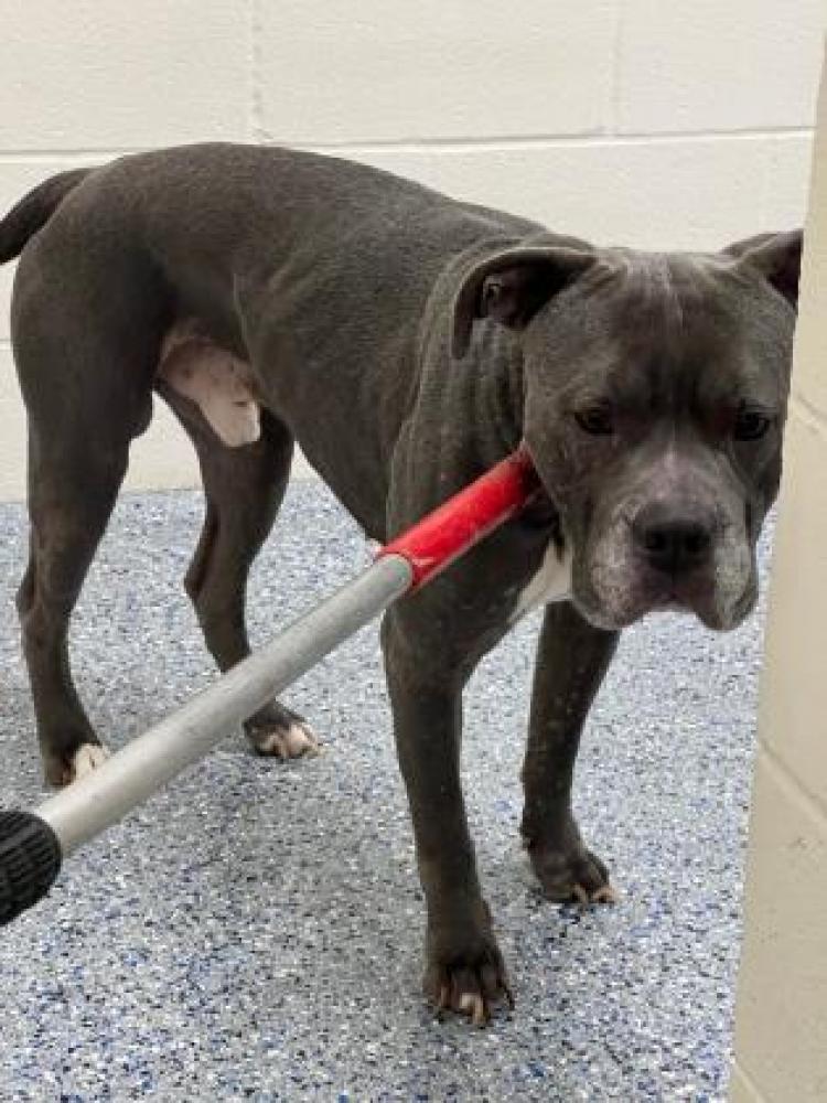 Shelter Stray Male Dog last seen Near BRIGHTSIDE DR, 70810, LA, Baton Rouge, LA 70820