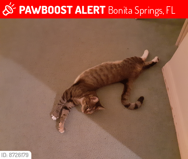 Lost Female Cat last seen Red hibiscus dr & Southern pines , Bonita Springs, FL 34135
