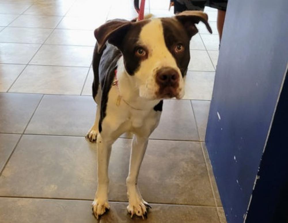 Shelter Stray Male Dog last seen Round Rock, TX 78664, Georgetown, TX 78626