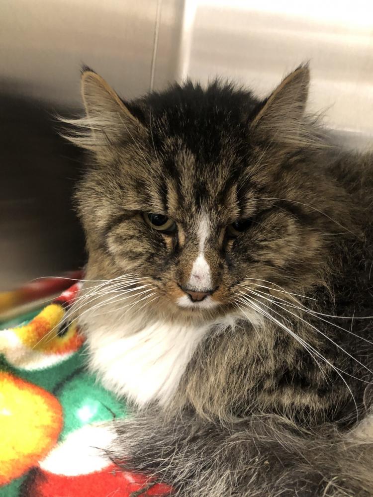 Shelter Stray Male Cat last seen Near N Progress Road, VERADALE, WA, 99037, Spokane, WA 99212